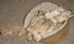 We have 7 beautiful purebred (without papers) GOLDEN RETRIEVER puppies. They were born 5/27/11; & will be ready mid-July.
They have a wonderful temperament and are super family dogs; great with kids. Plus they're SO cute! We will have vet administer first