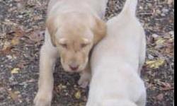 Seven week old Golden Retriever/ Yellow Lab mix pups , Father's pedigree is unknown but he looks to be of yellow lab stock, mother is AKC Golden Retriever. Two males, 1st shots.
NE of Georgetown