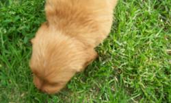 2 litters of Golden Retrievers, American hunter stock pedigree and English champion pedigree, AKC registered, 10 generations back OFA certified, 2 year health contract, potty trained and crate trained, gorgeous golden creme to beautiful auburn in color,