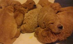 goldendoodle puppies born: April 24,2011.
13 in total
8-girls and 5-boys
Puppies are f1b goldendoodle's and puppies are raised in our home and are handling on a daily basis with the help of our children..Puppies are ready for new homes by the end of