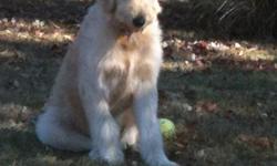 Large male. 8 months old. First generation cross between golden retriever and standard poodle. Light colored. Neutered. All shots UTD. Housebroken, crate trained. Not recommended for homes with small children as dog is too large. Very playful and well