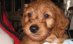 My adorable Goldendoodle will be having puppies again this Christmas. These stunning unusual red f1b doodles are reasonably priced, darling, non-shedding, medium sized with wonderful temperaments. Great with children, easy to train. Will mature at 45 -