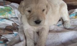 NEWBORN PUPS EYES JUST OPENED WILL BE READY 2-12-11 NOW TAKING DESPOSITS TO HOLD. BLONDE AND GOLDEN IN COLOR .WILL HAVE HEALTH CERT, AND FIRST SHOTS WILL UPDATE PIC IN WEEK OR SO mom and dad pic