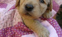 GoldenDoodles athletic, loyal, intelligent puppies ready 10/12 www.happyheartpuppy.com Delivery close to Sedona possible.