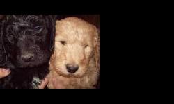 Goldendoodle puppies available now, blk or cream or apricot. males/ females. great family pets . raised with kids, felines and livestock. non-shed hypo allergenic. current vaccinations, dewormed, health guaranteed. Puppy starter pack. $400.00 each. No
