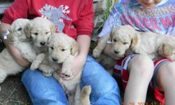 Introducing Audrey, Charlotte, Bonnie and Clyde, Dutch and Lucy
F1b Goldendoodle puppies born on June 25th,
There are 4 females and 2 males.
My puppies have been socialized and have all the health prevention requirements for a healthy puppy. They have the