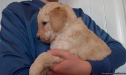 Our puppies are here! We have a beautiful litter of Goldendoodle puppies that will be ready to go to their new homes the later part of the&nbsp;week of Christmas (Dec 31). We have apricot, cream, and white puppies available. Their dad is a F1 Goldendoodle