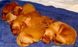A loving, trainable, and happy family dog. Second litter. Recipients of first litter puppies are very happy with their doodles. Born November 20 2010, the pups will be ready to go home the second week in January. Four females, two males. All have a