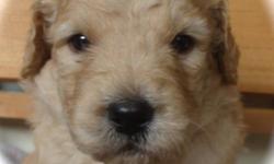 *******We are available to deliver your Goldendoodle during the week of August 27th (inquire within)******** *******************************973-229-0142*******************************************
TO SEE THE PARENTS GO TO: www.chahchadoodles.com
Don't