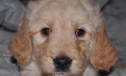 Blonde, Standard Goldendoodle puppies from our female Golden Retriever (April) and our male Standard Poodle (Lotus Bear). This is the 3rd litter from these parents, and our success and sales rate is 100%. This is a litter of 7 -- 5 girls and 2 boys. They