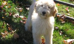 Jasper is a F1 goldendoodle puppy that needs a new loving home. He is 6 months old. He was born on May 13th. He was raised on our family farm with love and tons of TLC! He is house trained, crate trained, and leash training. Right now he is 26 lbs and he