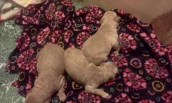 We have 8 Goldendoodle puppies born on 10/20/2012.&nbsp; 5 females 3 males F1. Golden retreiver/Standard poodle mix.&nbsp; Will be ready on 12/15/2012 Just in time for christmas! Now taking deposits. Will save for Christmas with 50% deposit.&nbsp;