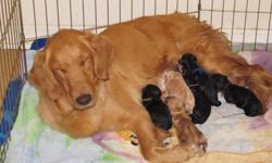 Congratulations to Millie: She had a beautiful litter of Goldendoodles. 7 Girls and 3 Boys. Videos and photos can be seen on our website. Everything went beautifully and it couldnt of been more perfect. Proud Mommy
If your interested in a precious puppy