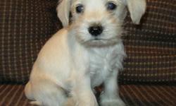 GORGEOUS Designer Breed Schnaltese Pup!! Schnauzer/Maltese pup. Baby girl all white. Dad is a handsome tiny maltese and mom is beautiful white minautre schnauzer. Non shedding. Pick of the litter. Crate-trainedÂ­, paper-trainedÂ­, dewormed and up to date on