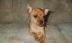 Beautiful 3/4 CHIHUAHUA puppies now available to new and loving homes - males and females. Super tiny and playful, excellent with kids and other pets, nice family addition. Our pups go to their new homes fully vet checked (provided), 1st vaccinations,