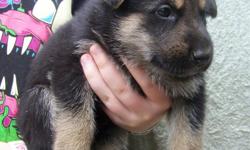 GOLDMOON KENNELS HAS A BEAUTFUL 3RD GENERATION LITTER OF GERMAN SHEPHERD PUPPIES~
***3RD TIME REPEAT BREEDING OF "STARR" AND "MAX"***
**Born ~ June/6/2011 ~~ Rdy to go Aug/1/2011**
6/boys and 2/girls ~~ sables and blk/tans
***WE HAVE HAD GERMAN SHEPHERDS