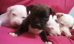 ADBA pit bull pup's for sale. Legendary Bloodlines, Beautiful marking's. Looking great homes for these beautiful babies... please No call's after 9. 910 443 7430