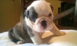 AKC ENGLISH BULLDOGS PUPPIES UP TO DATE ON ALL SHOTS DEWORMED AND HEALTH CERTIFICATE PUPS ARE SO GORGEOUS STOCKY BODY BIG HEAD AND HUGE NOSE ROPE WITH LOTS OF WRINKLES PARENTS ON PREMISES CHAMPION BLOODLINES IF YOU ANY QUESTIONS FELL FREE TO CALL AT
