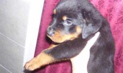 We have cute and adorable pure breed Rottweiler Puppies that are very sociable and unique in style.They are loved by us and we do live with them in our leaving room.They are 11 weeks old now.They do like to play with kids and other house pets. If you need