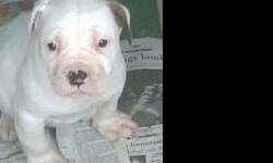 NKC Registered American Bulldog Puppies. 5 Females 1 Male. Parents on Premises. 1st Shots-Dewormed.
