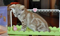 She is a gorgeous, friendly and fun loving Bengal Kitten looking a new home.
She is 12 weeks old, indoor raised underfoot in my home and litter-box
trained. Got a very nice temperament, has been tested DNA/PKD & FIV/Felv
negative. She has had her second