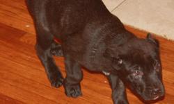 These puppies are from working line cane corso Rivales Copa and Brooklyn. These corsos parents can be seen on allstarscanecorsos.com. These puppies have excellent drive and great temperament. They are health guaranteed with all shots and records. If