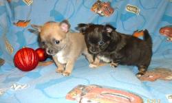 Two male apple head chihuahua puppies. One has short-medium hair, and one is long-haired. Great personalities and temperaments. Great with everyone, love attention, and love being held. De-wormed and will have their first shots. They have Championship