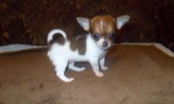 I have for adoption the last 2 long coated Chihuahua puppies from a gorgeous litter of 6. These are pure bread Chihuahua with mum and dad being our family pets and can both be seen upon viewings. These pups are being reared in a family environment and