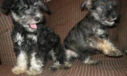 ADORABLE Designer Toy Breed Schnorkie Pups!! Schnauzer/Yorkie pups. Boys, multicolored. Dad is a handsome teacup Yorkie and mom is beautiful minature Schnauzer. They will be around 6 - 8 lbs full grown. They are very playful and so smart. They LOVE kids.