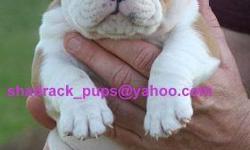 Hello,
we have some loving Male and Female English bulldog puppies which we are giving out for free adoption.they are house & potty trained and will be a good companion to your home. CONTACT US AT (shadrack_pups@yahoo.com) for details if interested.