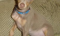 $350 and up.
I have 2 sweet and gorgeous fawn/tan little boys and also a rare tan. Inside pictures of the tan tend to make him look red but be assured he is not. They have green or hazel eyes. They have had had their 3 shots and ears cropped. Tails and