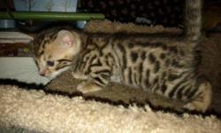 Gorgeous Female TICA Bengal Kitten for adoption, gorgeous and great personalities. high enegery and smart. very lovable. 12 weeks old. vet checked and first set of shots. Very healthy Female. TICA registered.