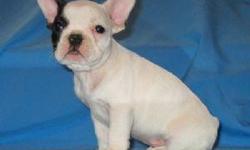 Super cute and very correct French Bulldog puppies for sale. We have brindled available for sale. Males and females available. These puppies are really nice and come from top show lines. Both are available to go now. These babies are hand raised and