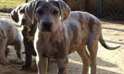 Great Dane puppies female purebreed,$450 we have one left,she is&nbsp;4 months&nbsp;old, the puppy are ready for a new home.available color:Black,The pictures on this page are a female. these puppies are for families who want a&nbsp;pureBreed Great Dane