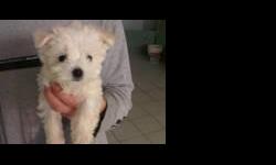 Maltese Puppies For Sale
Westchester Puppies specializes in the sale of healthy puppies and kittens from certified breeders, with whom we have enjoyed long-standing relationships. Our puppies are home-raised and responsibly bred for temperament and good