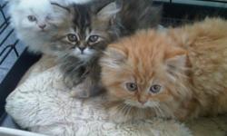 Persian Kittens For Sale
Westchester Puppies specializes in the sale of healthy puppies and kittens from certified breeders, with whom we have enjoyed long-standing relationships. Our puppies are home-raised and responsibly bred for temperament and good