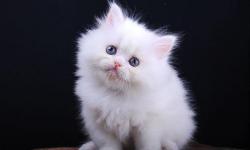She is an adorable pixie persian kitten weighing of 1.011 lbs now and will weight a little below 4.0 lbs when fully grown. She would make an unforgettable christmas present for someone special. She is 12 weeks old and ready now for her forever new home.