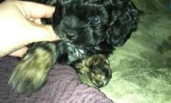 Two female shih poo puppies (shihtzu poodle mix). They do NOT shed so they're great for those of you with allergies. They have their first set of shots, you will receive their vaccination record. they are going potty on pee pee pads and doing fantastic.