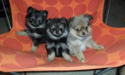 Adorable toy Pomeranians available for sale. I have three absolutely gorgeous 8 week old little puppies available: two males and one female. Father is only 3 pounds (!!) and mother is 6 pounds: and both are registered CKC. The female and one male are