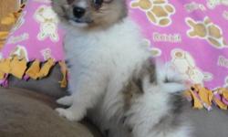 I love to breed pomeranians. My goal is to produce sound, healthy puppies. And it's nice when I get that show quality as well. I love these little furballs and enjoy when I put a little furball into a good home Ranger is a very outgoing orange sable parti