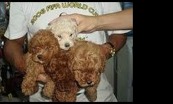 Poodle Puppies For Sale
Westchester Puppies specializes in the sale of healthy puppies and kittens from certified breeders, with whom we have enjoyed long-standing relationships. Our puppies are home-raised and responsibly bred for temperament and good