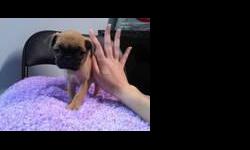 Pug Puppies For Sale
Westchester Puppies specializes in the sale of healthy puppies and kittens from certified breeders, with whom we have enjoyed long-standing relationships. Our puppies are home-raised and responsibly bred for temperament and good