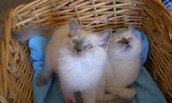 WE HAVE ADORABLE NEW BABIES BORN AUGUST 8, 2012, READY FOR NEW HOMES NOW!! SO HURRY AND WELCOME, TO OUR RAGDOLL FAMILY! PUREBRED, PAPERED, AND 100% HEALTH GUARANTEE!! We are a small, reputable TICA/CFA Registered Ragdoll Cattery in North S.D. County. Our