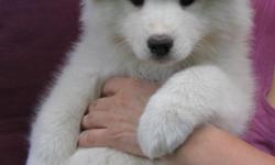 Samoyed Puppies For Sale
Westchester Puppies specializes in the sale of healthy puppies and kittens from certified breeders, with whom we have enjoyed long-standing relationships. Our puppies are home-raised and responsibly bred for temperament and good