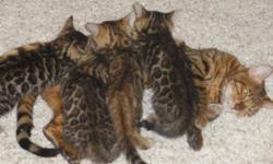 Gorgeous show quality&nbsp;Asian Leopard Bengal Kittens 8 weeks old. Will have their first vaccinations and worming. Tica Reg.
Very sweet personality's, litter box trained.
Call for more information or if you want to see them,
Thanks, Carrie --