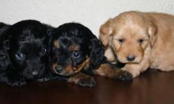 GORGEOUS Tiny Toy Designer Breed Yorkiepoo!! Yorkie/Poodle pups. Dad is tiny 4lb teacup Yorkie and mom is beautiful apricot toy Poodle. Beautiful soft coats. Hypo-allergenic. They are very playful and so smart. They LOVE kids. Crate-trained,