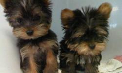 Yorkshire Terrier Puppies For Sale
Westchester Puppies specializes in the sale of healthy puppies and kittens from certified breeders, with whom we have enjoyed long-standing relationships. Our puppies are home-raised and responsibly bred for temperament