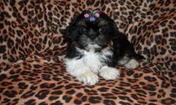 GORGOUS PURE BRED SHIH TZU PUPS, NONSHED FLUFFY COATS, SHOTS, WORMED, PEE PAD TRAINED, KENNEL TRAINED, WONDERFULL LAP BABIES, EXCELLENT TEMPERMENT, WELL SOCIALIZED DAILY WITH FAMILY, KIDS AND OTHER PETS, READY TO GO NOW, 10 WKS OLD, WILL LEAVE GROOMED AND
