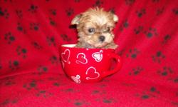 ADORABLE TINY FELLAs, MALTESE/YORKIE MIX, NONSHED SILKY COAT, WORMED, SHOTS, PEE PAD TRAINED, KENNEL TRAINED, WELL SOCIALIZED DAILY WITH FAMILY AND OTHER PETS, RAISED IN A CLEAN ENVIRONMENT, WONDERFULL LAP BABY, ESTIMATED ADULT SIZE WILL BE ABOUT 2-3LBS,