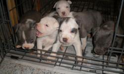 *PUPPYS FOR SALE* These are Gotti/Razors edge BLUE PITBULLS. puppys are fully papered with purple ribbon pedigree. 7 generation papers on the parents and both mom and dad are on site. there are 4 studly males and 4 beautiful females.